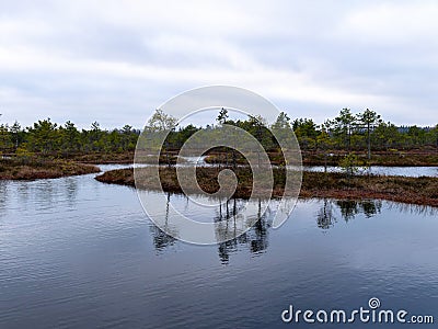 Gloomy bog landscape, grass, moss and swamp pines Stock Photo