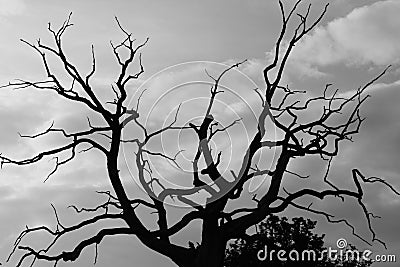 Gloomy dead tree Stock Photo