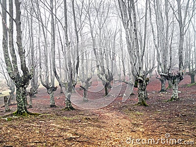 Gloomy forest with scary trees Stock Photo