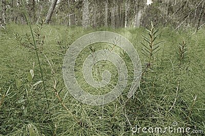 A gloomy forest, a swamp, only a ray of light, showed me the way home Stock Photo