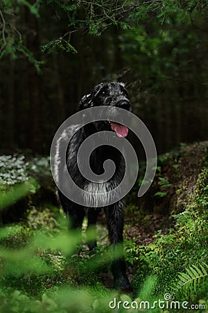 Gloomy Irish Wolfhound standing in the forest Stock Photo