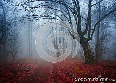 Gloomy misty country road in autumn forest.Shallow depth of field Stock Photo