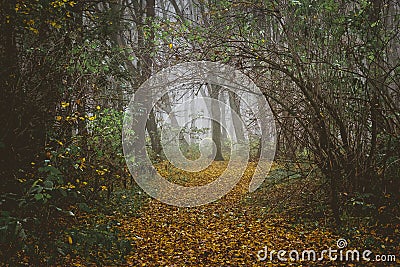 A gloomy misty day in the autumn forest. The road is in the fore Stock Photo