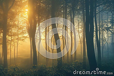 Gloomy misty forest and sunlight making its way through trees. Stock Photo