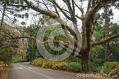 Gloomy street with leafy tree on cloudy day Stock Photo