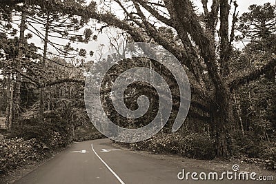 Gloomy street with leafy tree on cloudy day Stock Photo