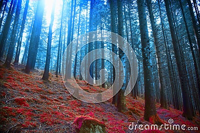 Gloomy surreal woods with lights and red moss, magic fairytale s Stock Photo