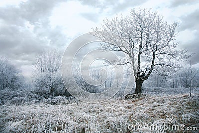 Gloomy winter day Stock Photo