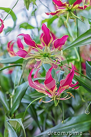 Gloriosa superba, flame lily, climbing lily, creeping lily, glory lily, gloriosa lily, tiger claw, and fire lily. Original Stock Photo