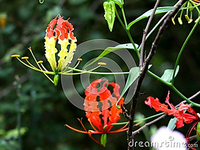 Gloriosa superba flowers also called Flame lily, climbing lily or Glory lily Stock Photo