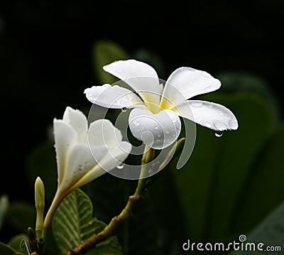 Glorious frangipani or plumeria flowers Stock Photo