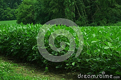 Glorious Green Bean Field Stock Photo