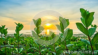 Glorious green plant Stock Photo