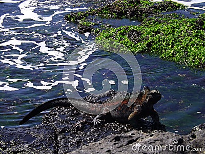 Glorious Iguana Stock Photo