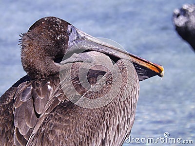 Glorious Pelican Stock Photo