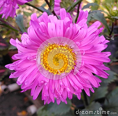 Glorious Pink Aster Flower bloom Stock Photo