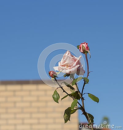 Glorious romantic beautiful pale salmon pink fully blown roses blooming in autumn. Stock Photo