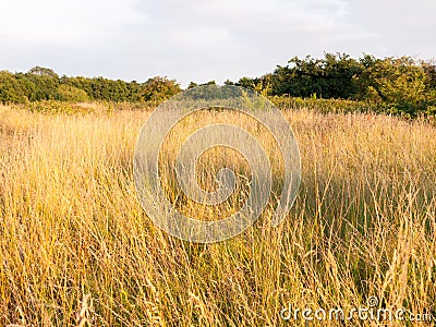 A glorious sun basked set of grass reeds in a meadow Stock Photo