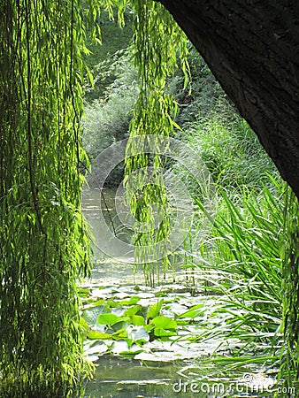 Glorious sunny lake view from beneath a weepy willow tree Stock Photo