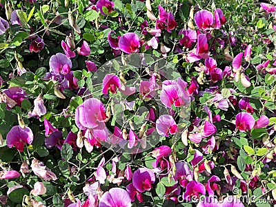 Glorious Sweet Peas Stock Photo