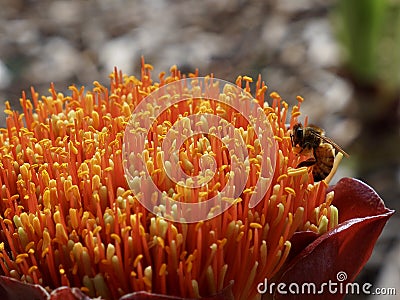 Glorious vivid Paintbox Lily with a pollinating bee. Stock Photo