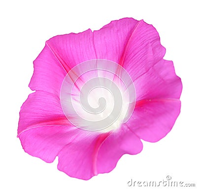 Glory morning flower Stock Photo