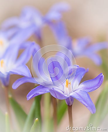 Beautiful Little Chionodoxa Flowers in soft focus Stock Photo