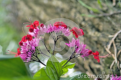 Glorybower in bloom Stock Photo