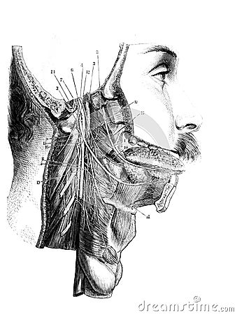 Glosso pharyngeal, pneumogastric, spinal and large hypoglossal of neck in the old book D`Anatomie Chirurgicale, by B. Anger, 1869 Stock Photo