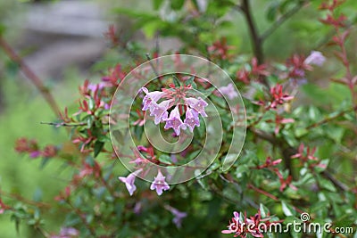 Glossy abelia Stock Photo