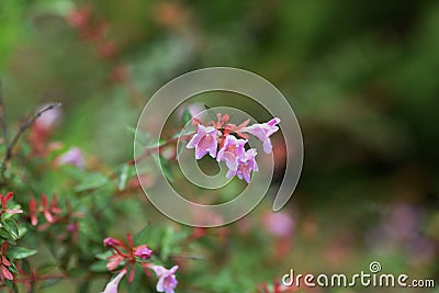 Glossy abelia Stock Photo