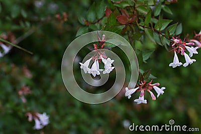 Glossy abelia Stock Photo