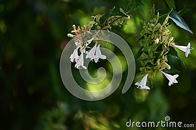 Glossy abelia flowers. Stock Photo