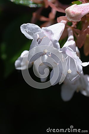 Glossy abelia flowers. Stock Photo