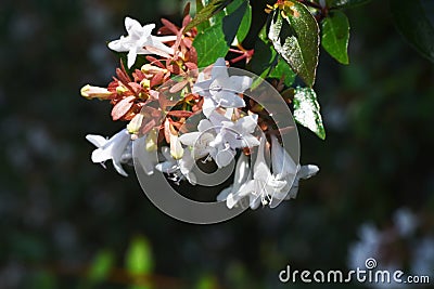 Glossy abelia flowers. Stock Photo