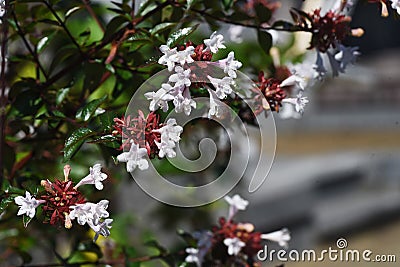 Glossy abelia flowers. Stock Photo