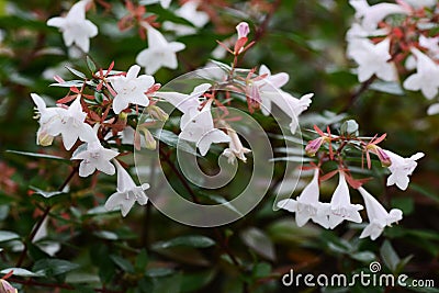Glossy abelia flowers Stock Photo