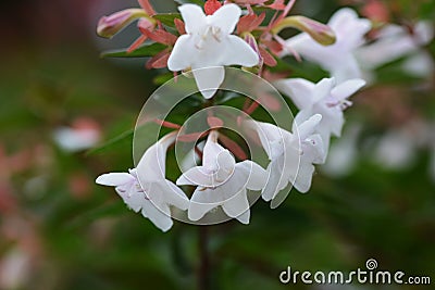 Glossy abelia flowers Stock Photo