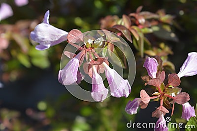 Glossy abelia Stock Photo