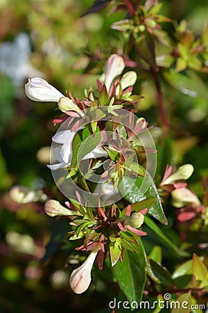 Glossy abelia Stock Photo