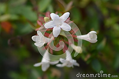 Glossy abelia Stock Photo