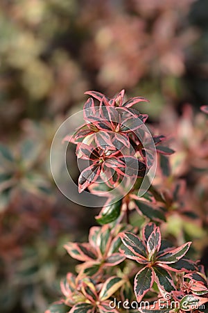 Glossy abelia Stock Photo