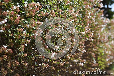 Glossy abelia Stock Photo