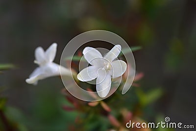 Glossy abelia Stock Photo