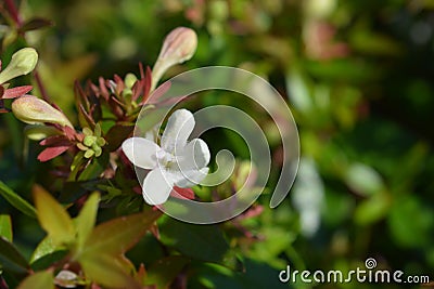 Glossy abelia Stock Photo