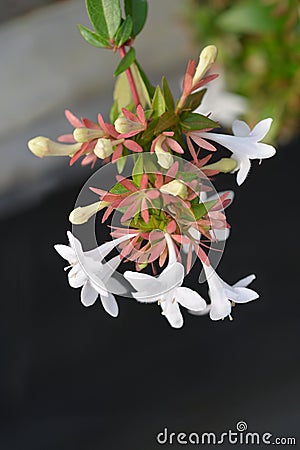 Glossy abelia Stock Photo