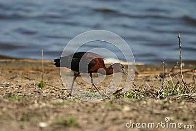 Glossy ibis Stock Photo
