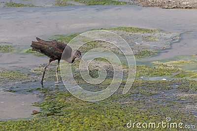 A glossy ibis seeks out dinner in Ras al Khor in Dubai, United Arab Emirates Stock Photo