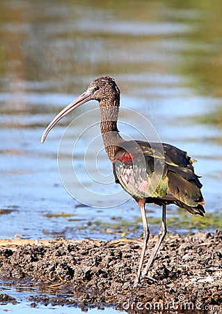 Glossy Ibis Stock Photo