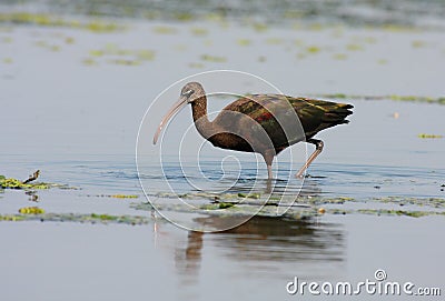 Glossy Ibis Stock Photo